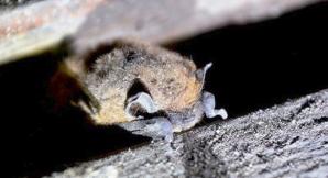 Policzyli maleńkie nietoperze