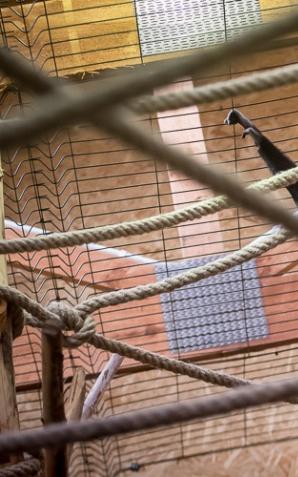 Prezent na ósme urodziny Jantana