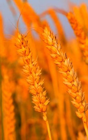 Zakaz przywozu niektórych produktów rolnych z Ukrainy