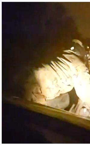 [VIDEO] Uciekał motorowerem przed trzebnickimi policjantami. 28-latek był nietrzeźwy i posiadał zakaz prowadzenia pojazdów mechanicznych