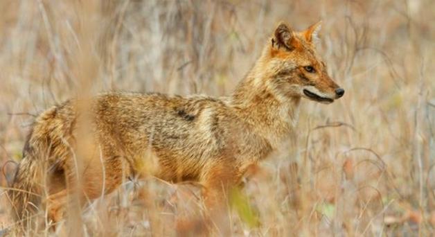 Szakale zamieszkały na Pomorzu 